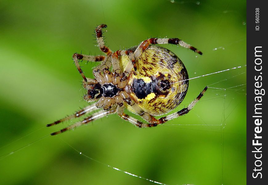 Spider of family Argiopidae.