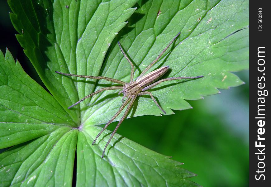 Spiders of family Philodromidae do not do ловчих networks. Food extract hunting from an ambush. The photo is made in Moscow areas (Russia). Original date/time: 2004:06:24 09:45:34. Spiders of family Philodromidae do not do ловчих networks. Food extract hunting from an ambush. The photo is made in Moscow areas (Russia). Original date/time: 2004:06:24 09:45:34