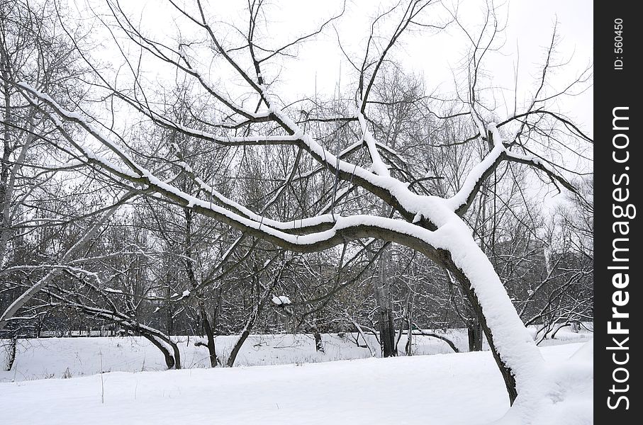 An inclined tree covered in a lot of snow after a snowfall in winter in Kiev, Ukraine. An inclined tree covered in a lot of snow after a snowfall in winter in Kiev, Ukraine