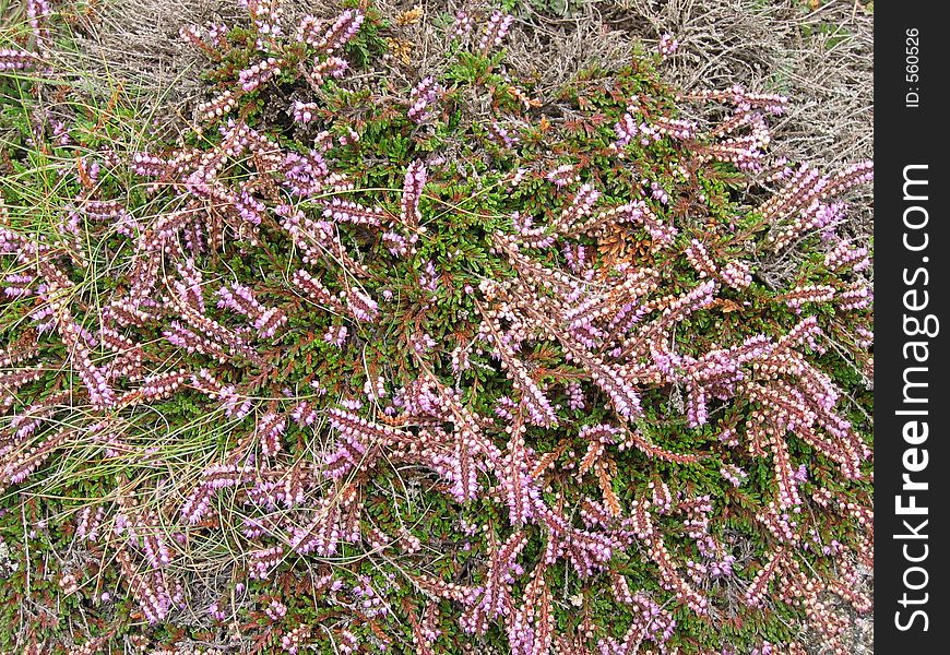 Heather growing on the island of St Mary, Scilly Isles