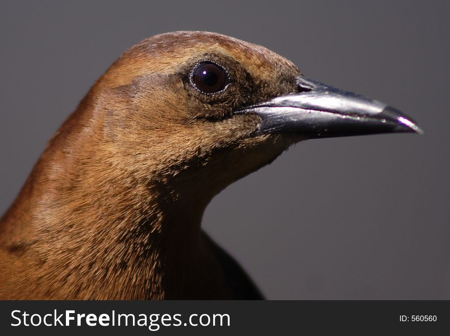 Female, common grackle