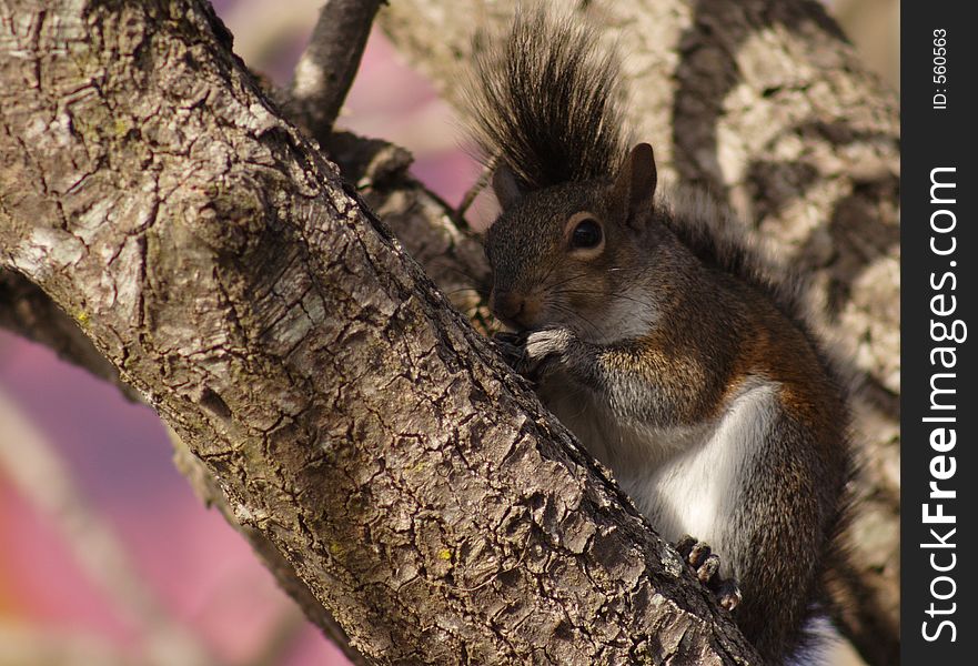 Florida, squirrel