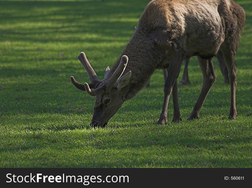 Grazing deer, Bialowieza, Poland