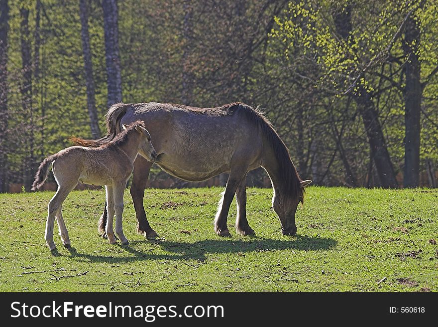 Colt with mother, Bialowieza, Poland. Colt with mother, Bialowieza, Poland