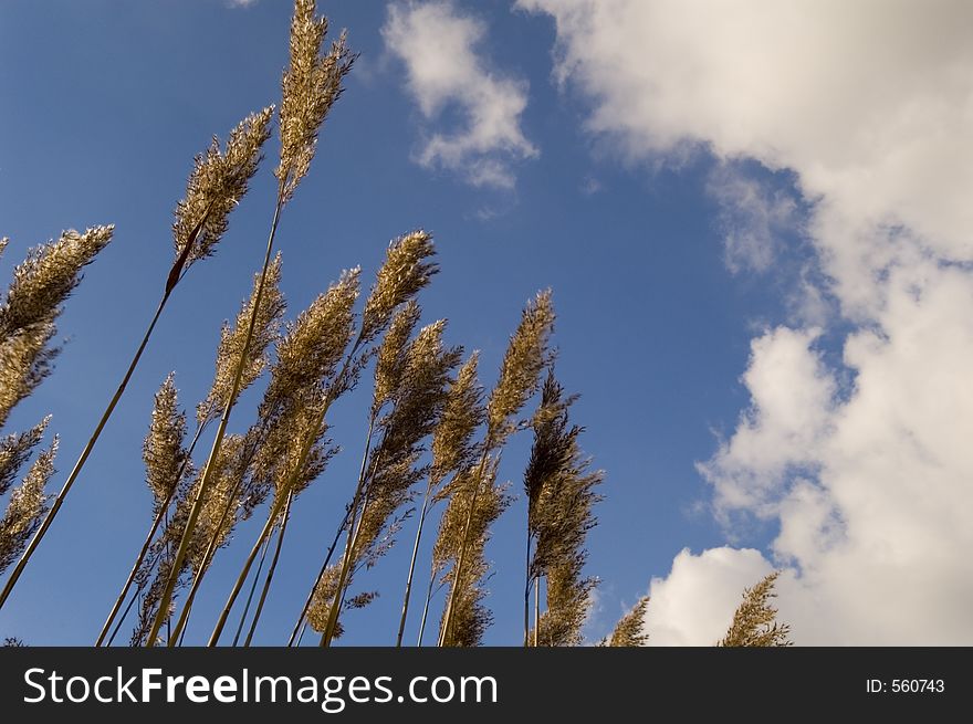 Wheat against blue sky. Wheat against blue sky