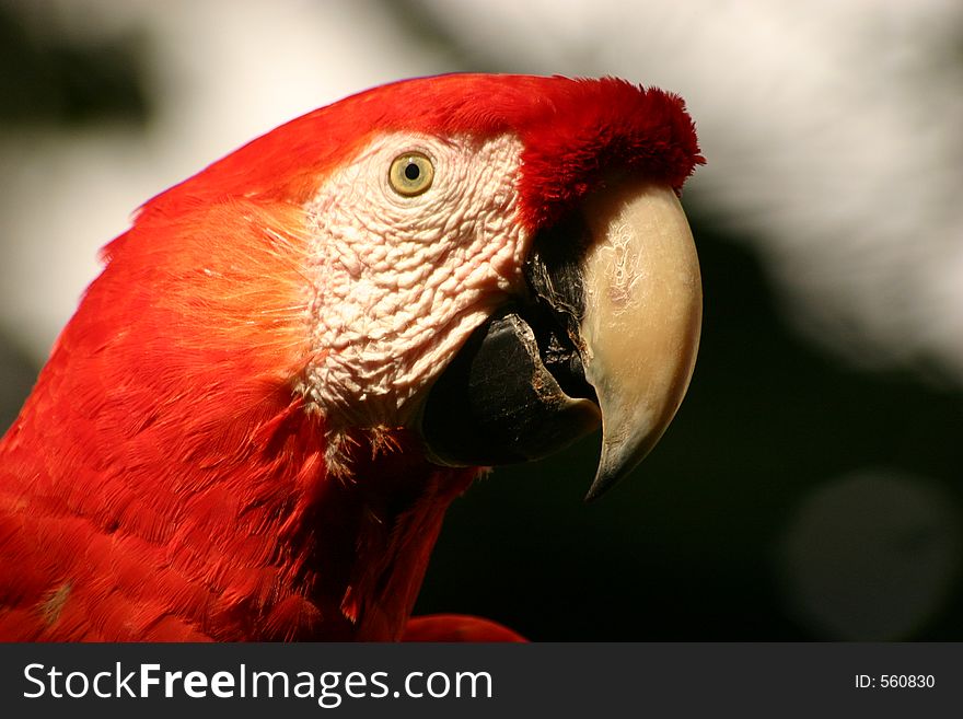 Red Macaw in Costa Rica