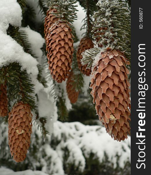 Fir cones on a branch, in winter, close- up