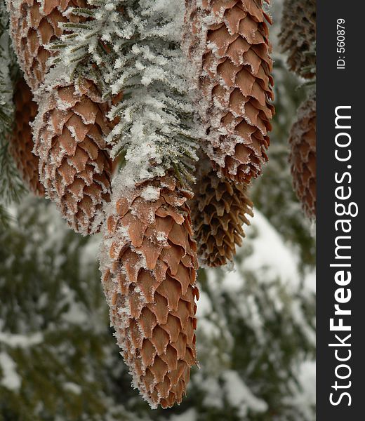 Fir cone in winter, close-up