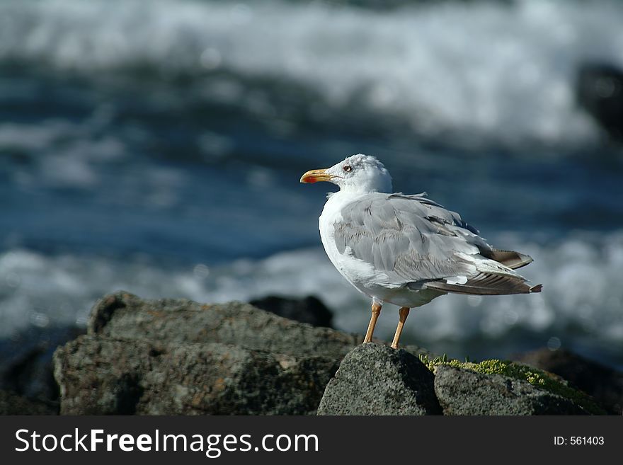 Seagull looking at the waves