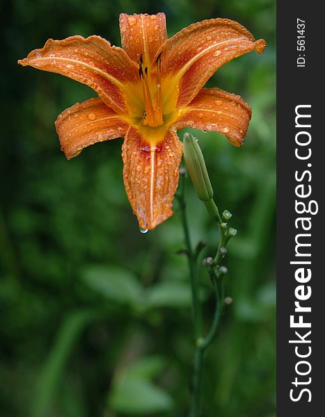 Orange day lilly with rain drops. Orange day lilly with rain drops