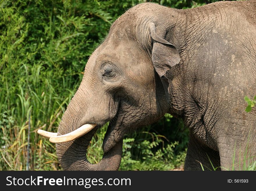 Elephant captured at St Louis zoo park. Canon 20D