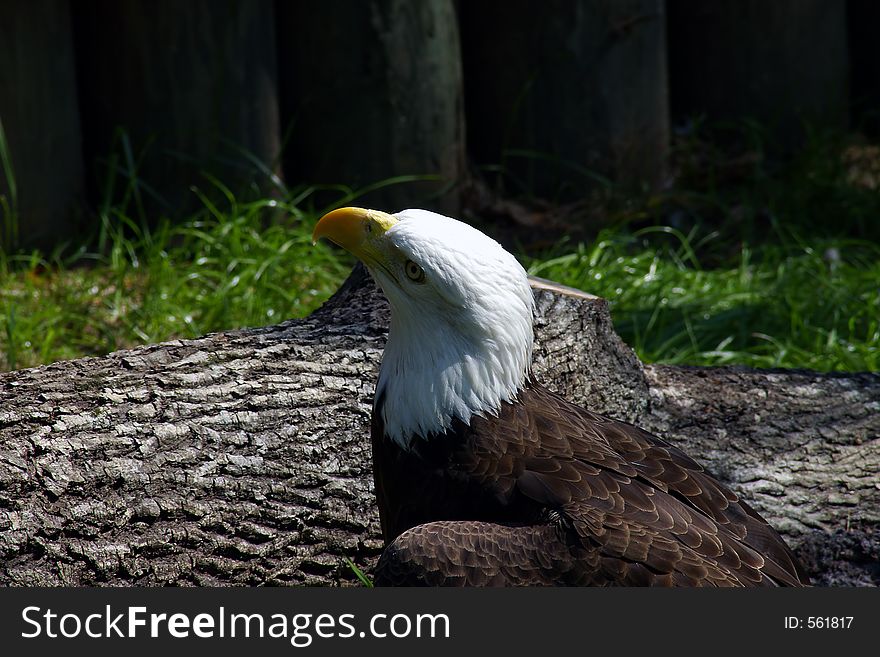 Close up of a bald eagle.