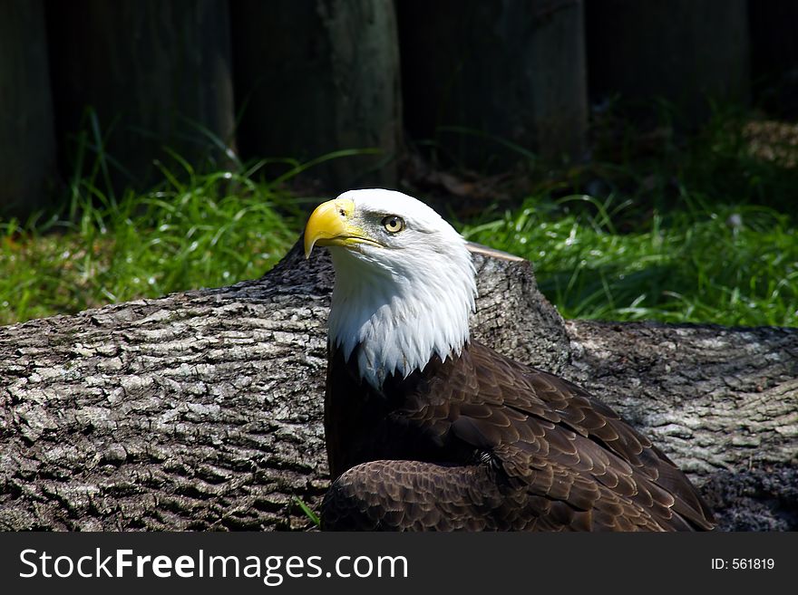 Close up of a bald eagle.