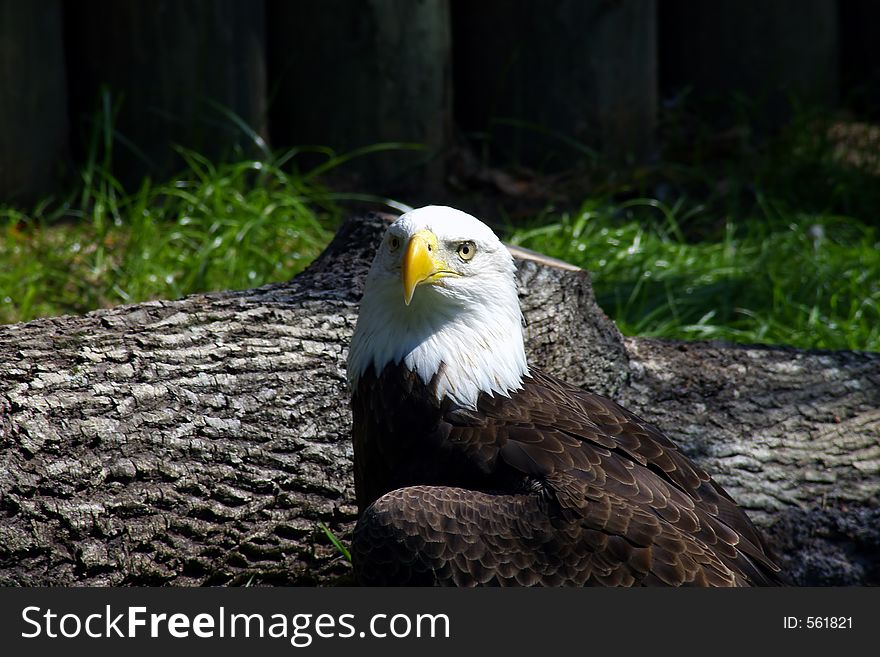 Close up of a bald eagle.