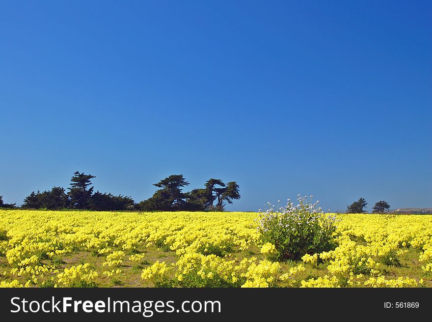 Springtime coastal meadow