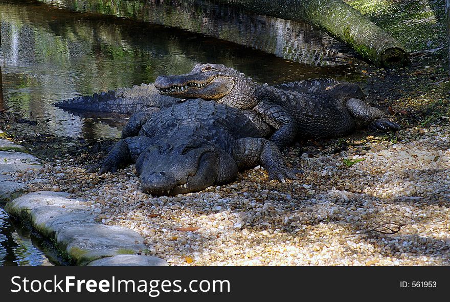 Smaller gator on a larger one's back. Smaller gator on a larger one's back