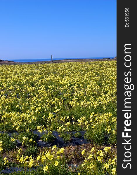 Springtime meadow on the california coast. Springtime meadow on the california coast