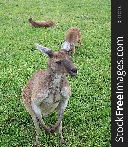 3 kangaroos