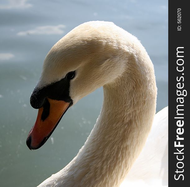 Male swan with direct gaze. Backlit by the sun. Male swan with direct gaze. Backlit by the sun.