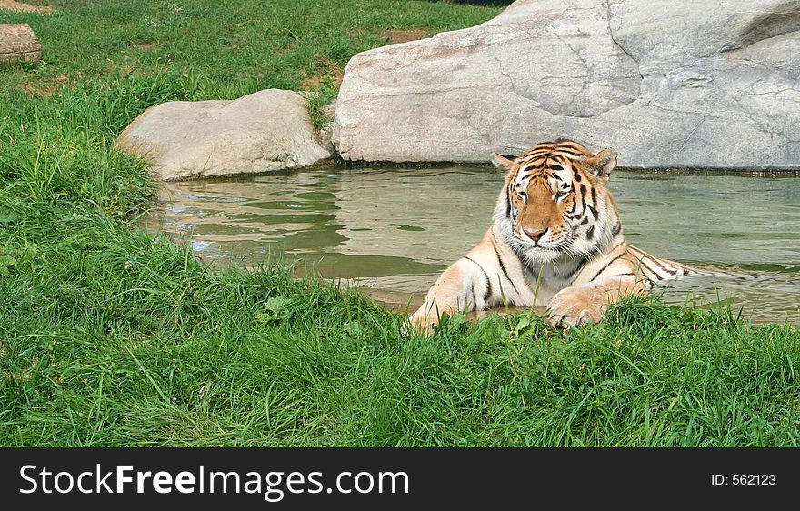 A Siberian tiger lying in the water