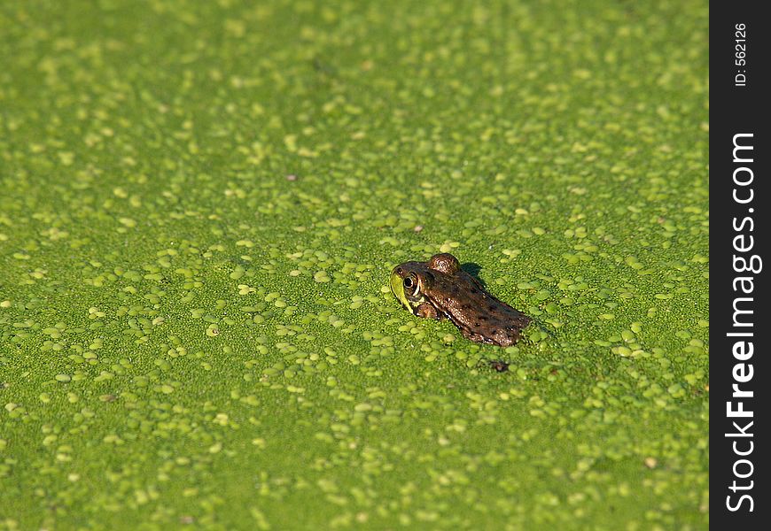 Great Meadows Wildlife refuge, MA, USA. A frog tanning. Great Meadows Wildlife refuge, MA, USA. A frog tanning...