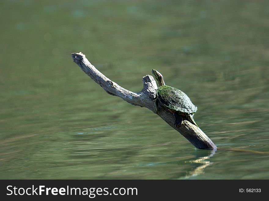 Turtle on a log, southern illinois. Canon 20D