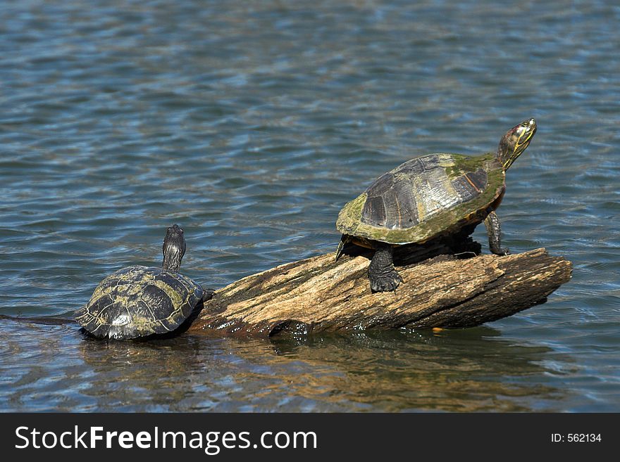 Two turtles crawling at log. Canon 20D