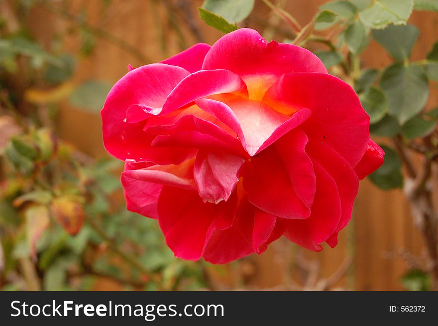 Bright rose with blurred background.