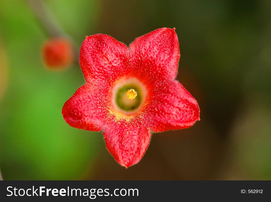 Red Kershaw Flower