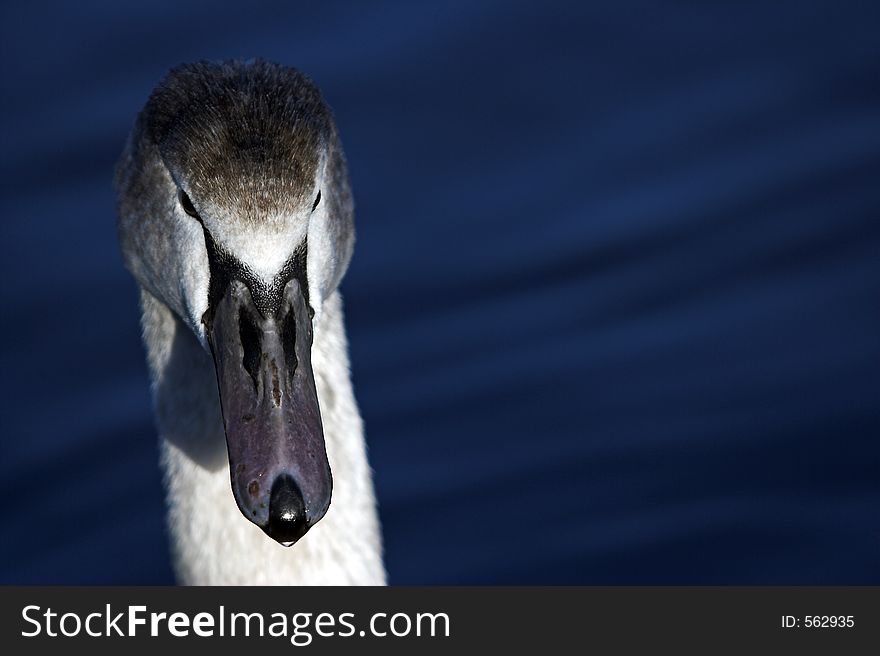 Swan's portrait with the blurred water background