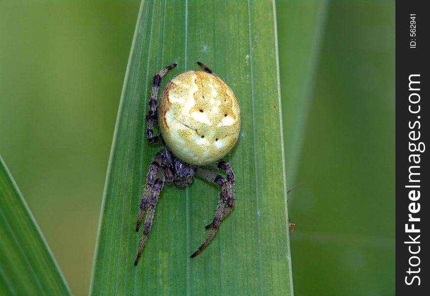 Spider Of Family Argiopidae.