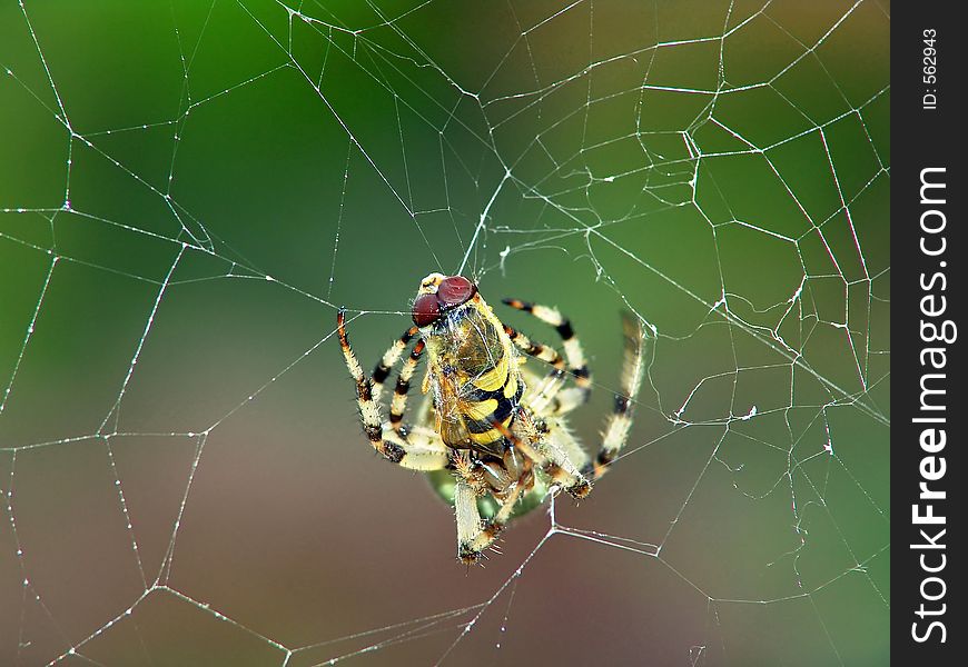 A spider of family Araneidae with caught fly Syrphidae. If the spider is full, it entangles the caught victim and leaves it as a stock. The photo is made in Moscow areas (Russia). Original date/time: 2005:08:22 11:41:48. A spider of family Araneidae with caught fly Syrphidae. If the spider is full, it entangles the caught victim and leaves it as a stock. The photo is made in Moscow areas (Russia). Original date/time: 2005:08:22 11:41:48