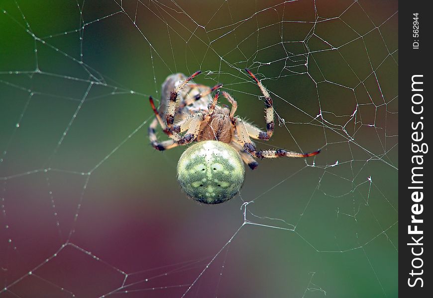 A spider of family Araneidae with caught fly Syrphidae. If the spider is full, it entangles the caught victim and leaves it as a stock. The photo is made in Moscow areas (Russia). Original date/time: 2005:08:22 11:42:06 y. A spider of family Araneidae with caught fly Syrphidae. If the spider is full, it entangles the caught victim and leaves it as a stock. The photo is made in Moscow areas (Russia). Original date/time: 2005:08:22 11:42:06 y