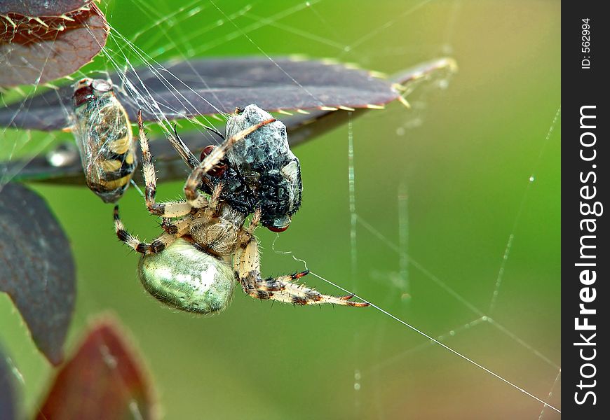 A spider of family Araneidae with caught fly Syrphidae. If the spider is full, it entangles the caught victim and leaves it as a stock. The photo is made in Moscow areas (Russia). Original date/time: 2005:08:22 11:46:08. A spider of family Araneidae with caught fly Syrphidae. If the spider is full, it entangles the caught victim and leaves it as a stock. The photo is made in Moscow areas (Russia). Original date/time: 2005:08:22 11:46:08