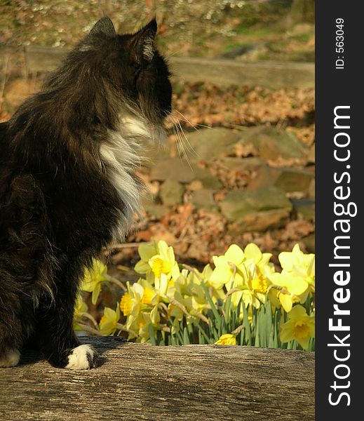 Cat looking off in distance with flowers in the background. Cat looking off in distance with flowers in the background