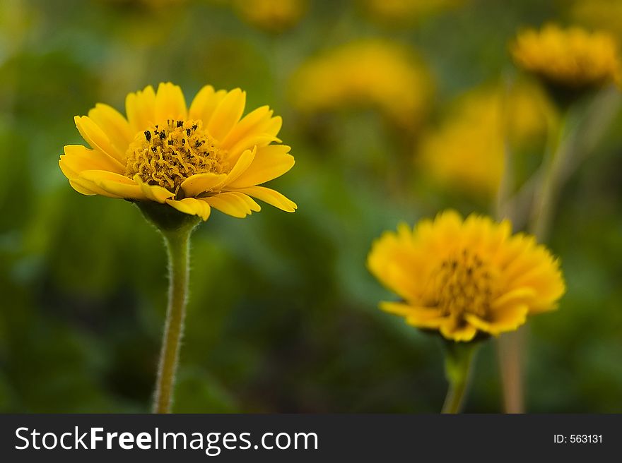 Yellow blooming in a garden. Yellow blooming in a garden