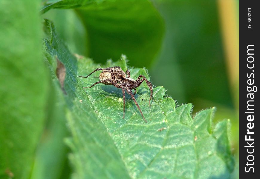 Spider With A Cocoon.