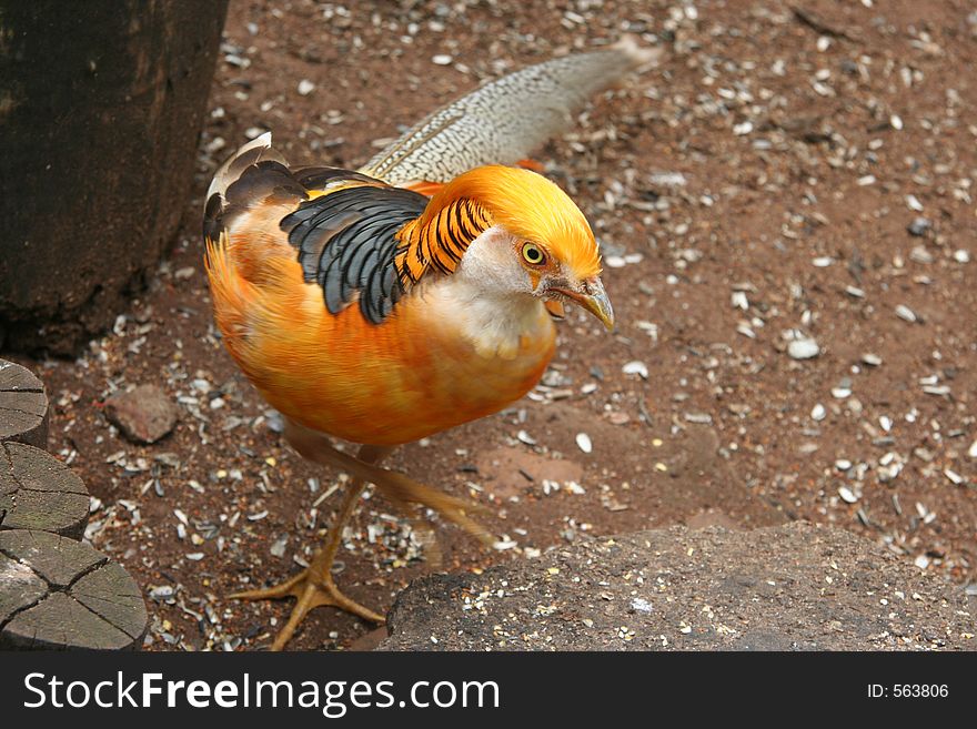 Bird on the ground