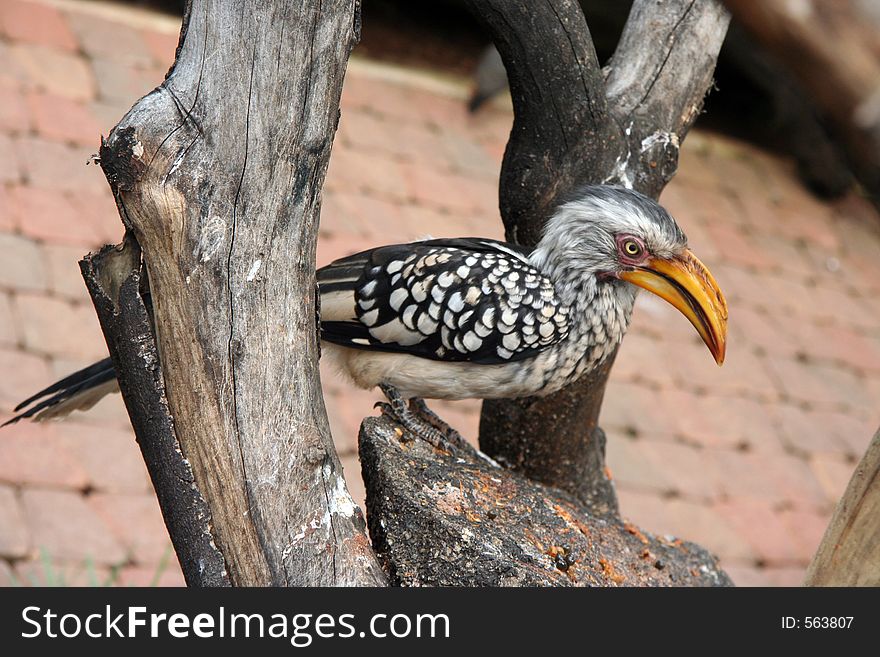 Hornbill in a tree