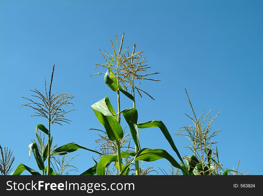 Plant of maize