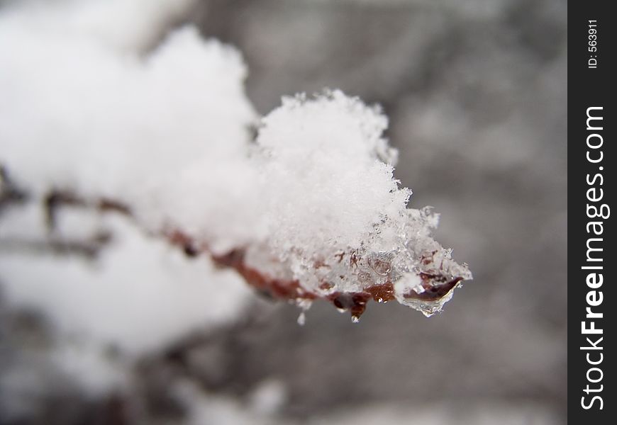 Snow and ice on small twig. Snow and ice on small twig