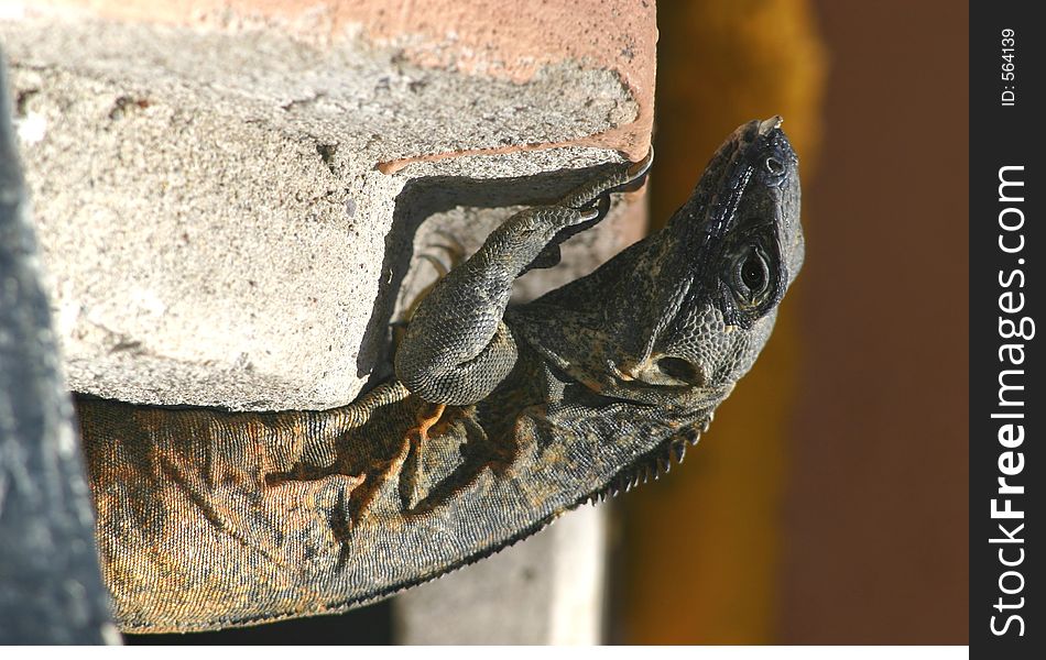 Inguana basking in Mexican sun. Inguana basking in Mexican sun