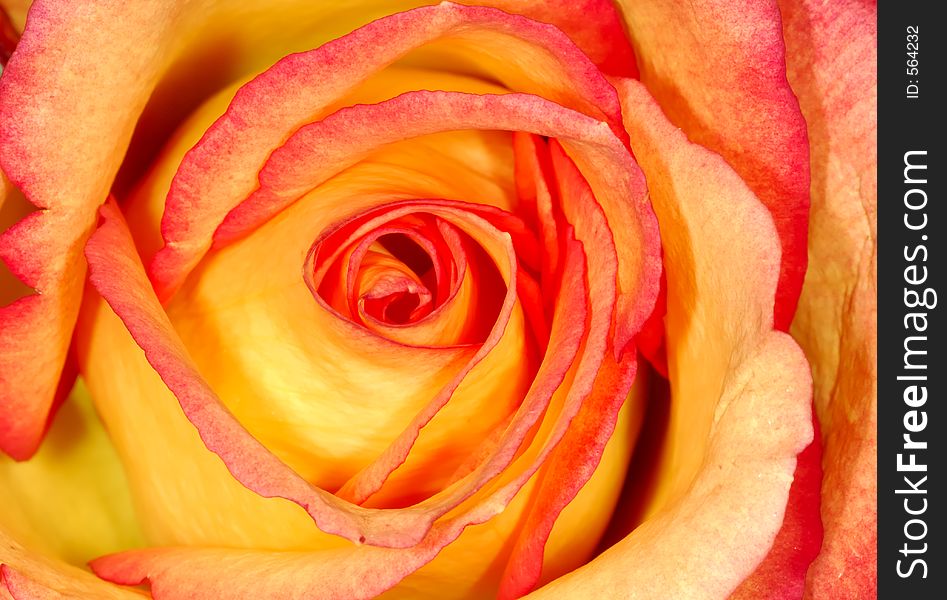 Photo of a Orange and Red Rose. Photo of a Orange and Red Rose