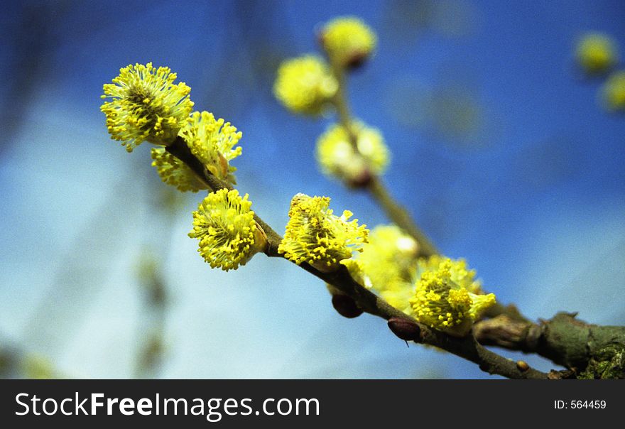 A twig of a willow catkin with blooms.