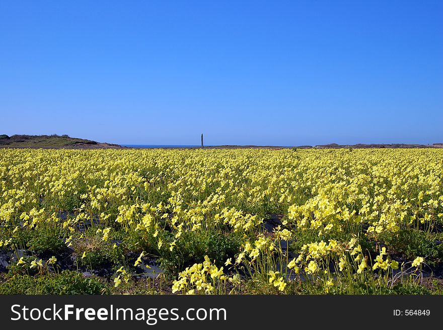 Springtime Coastal Meadow