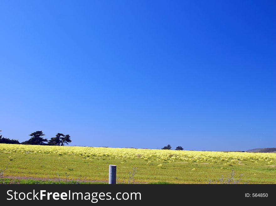 Springtime coastal meadow