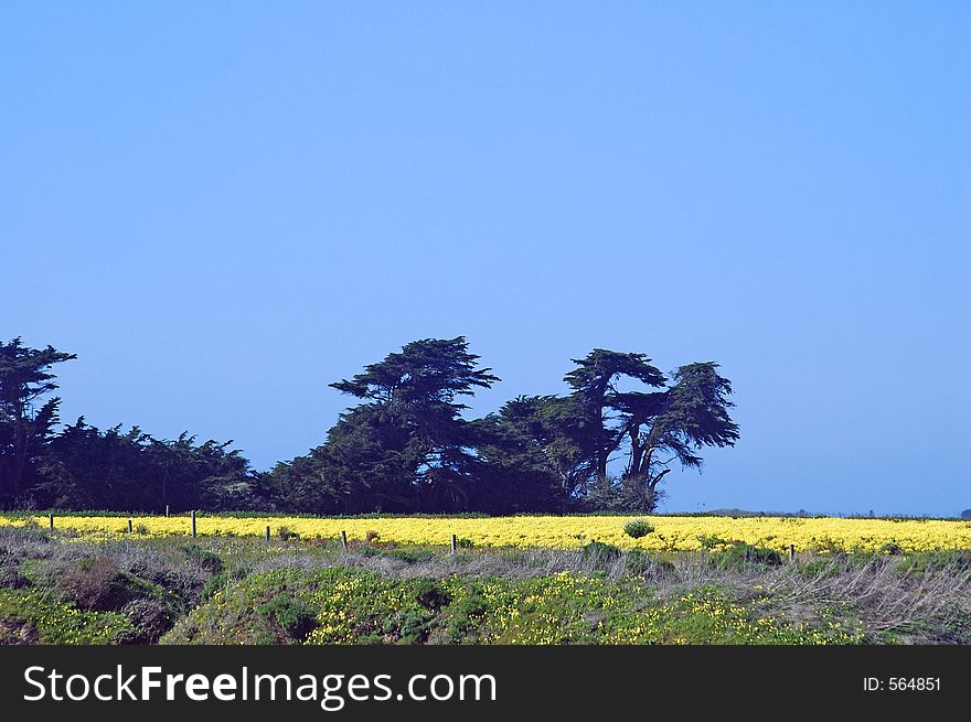 Springtime meadow on the california coast. Springtime meadow on the california coast