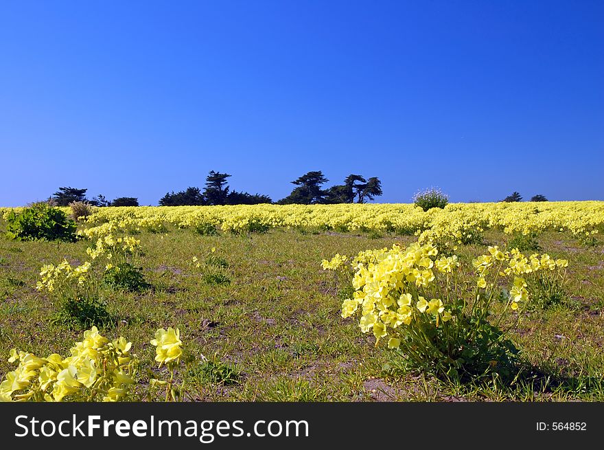 Springtime coastal meadow