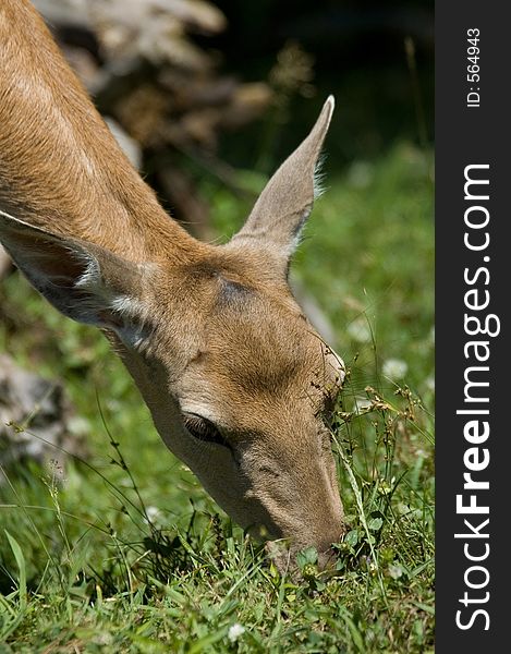 Deer eating grass