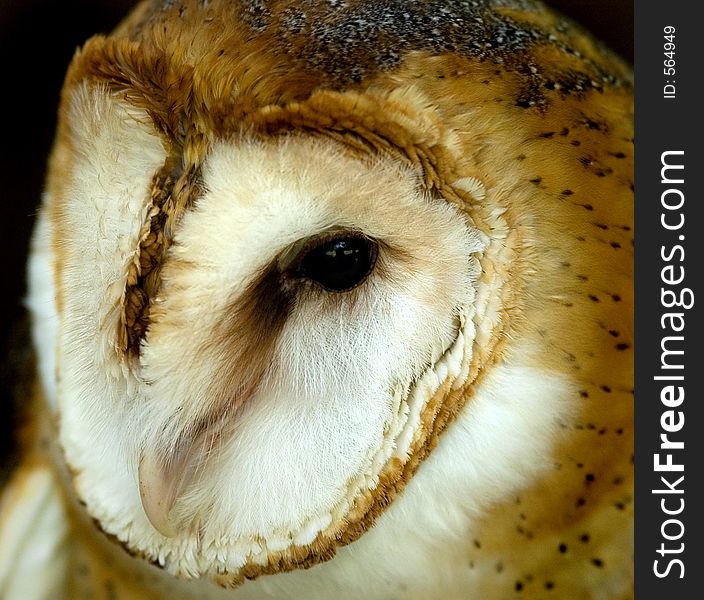 Closeup of a barn owl